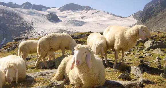 Einladung: Tiroler Schafzuchtverband präsentiert „Tiroler Schofwollpellets“ als traditionelles Pflanzen-Düngemittel